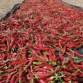 Sichuan Millet Pepper Pepper para tempero de comida